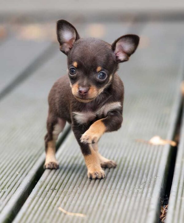 Chihuahua Puppy - Luna
