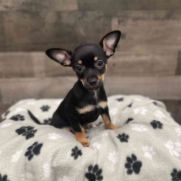 Chihuahua Puppy - Rocky