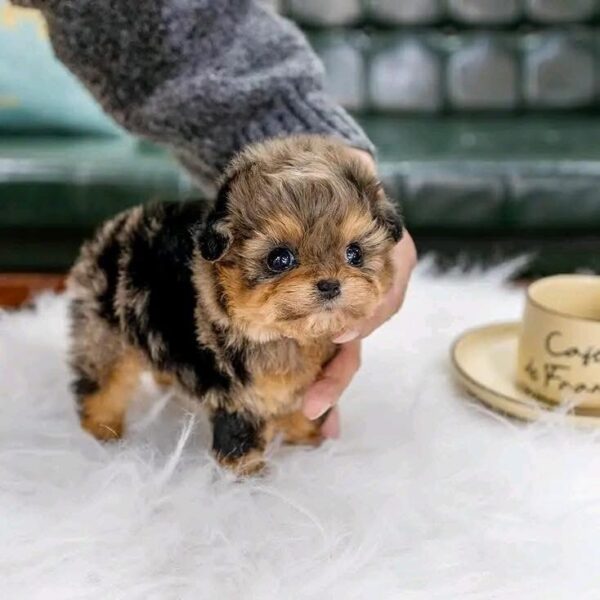 Molley