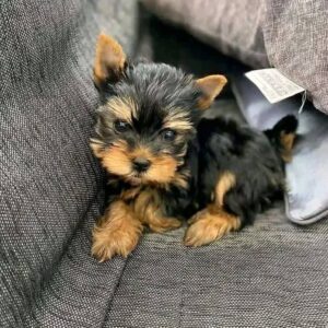 Lola